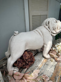 Bulldog White large