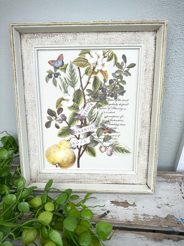 Pear Botanical framed Artwork