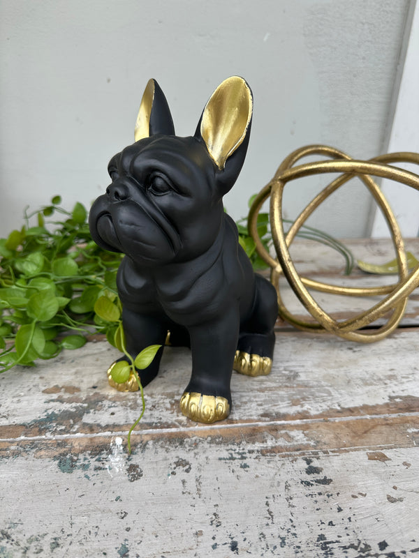 Sitting Frenchie Dog with Gold ears
