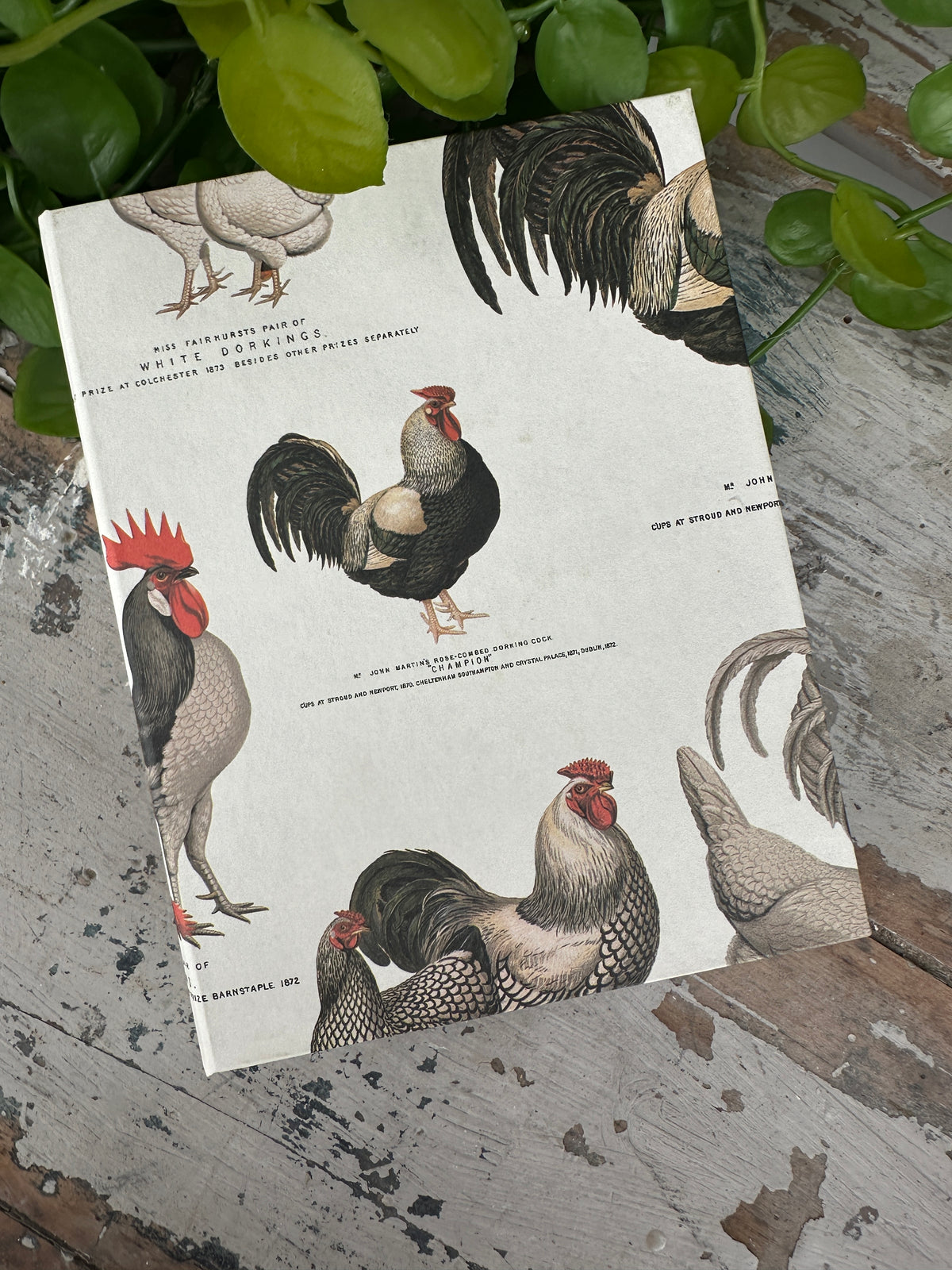 Jotter Pad Dorking Chicken