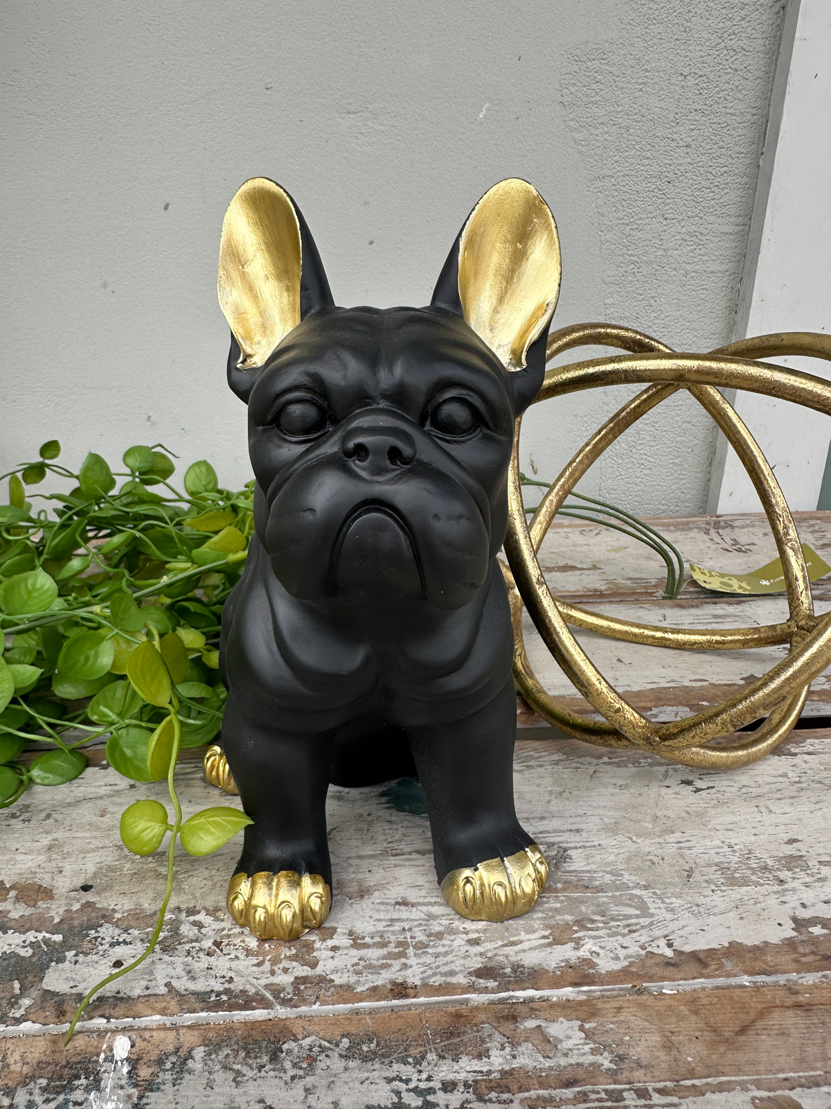 Sitting Frenchie Dog with Gold ears