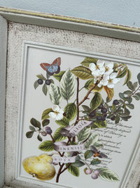 Pear Botanical framed Artwork