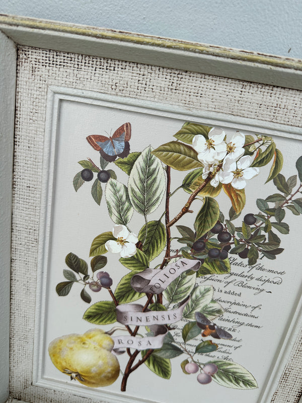 Pear Botanical framed Artwork