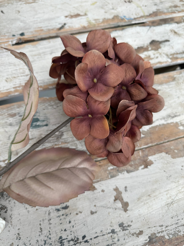 Hydrangea Dark mocha stem
