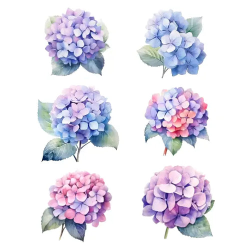 Set of six colorful hydrangea flowers on a white background