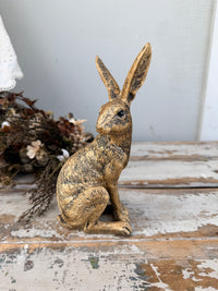 Golden Rabbit hare Sitting