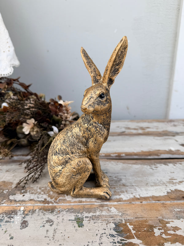 Golden Rabbit hare Sitting