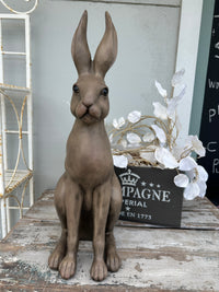 Harold the Hare Brown