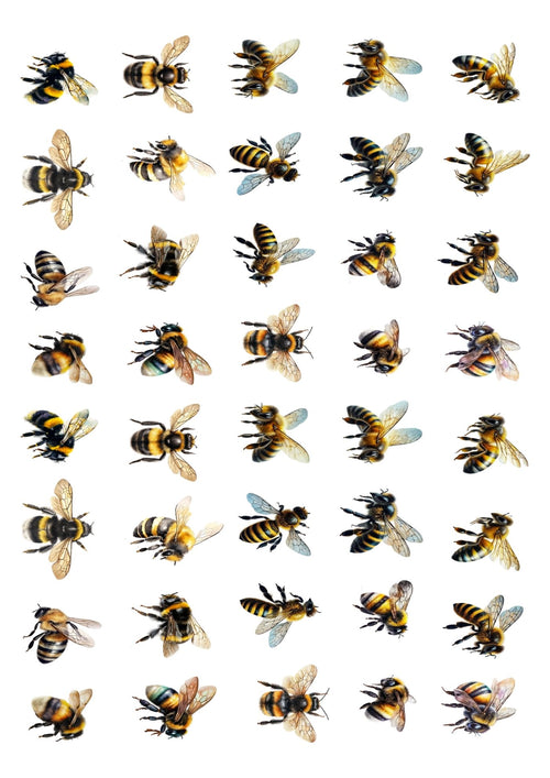 Bumble Bees White Cloud Transfer