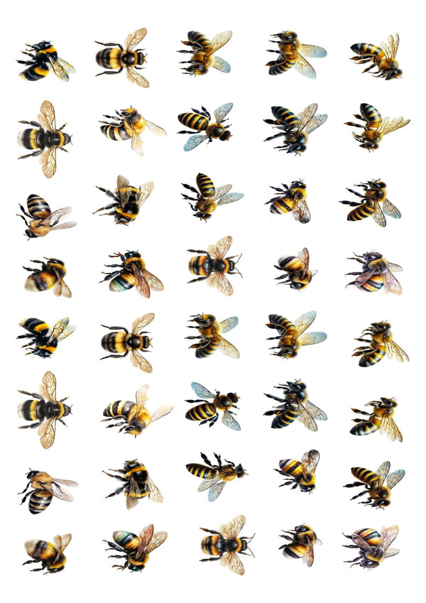 Bumble Bees White Cloud Transfer