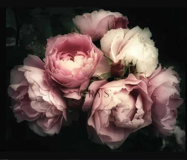 Bouquet of pink and white flowers with a dark background Dark Roses Paper for Decoupage A1