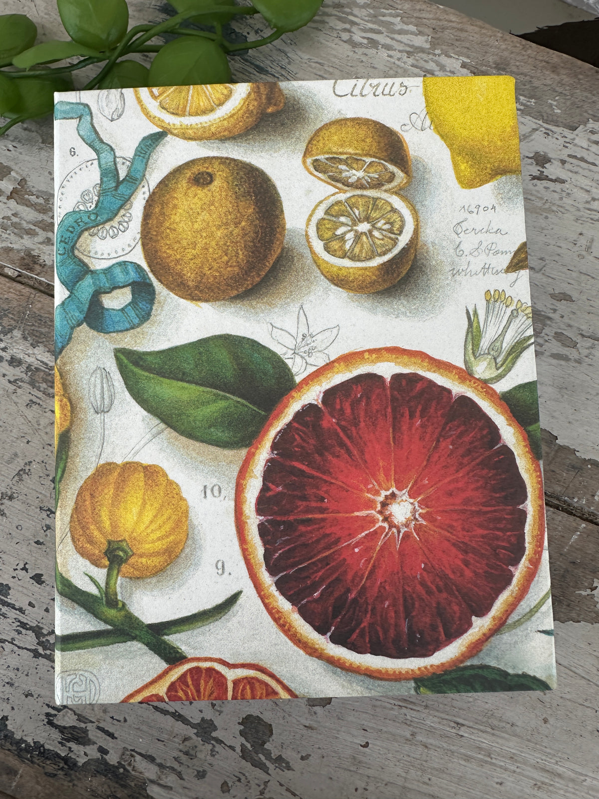 Jotter Pad Grapefruit Summer Breeze
