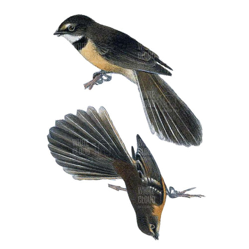 Fantails 1 White Cloud Transfer nz native