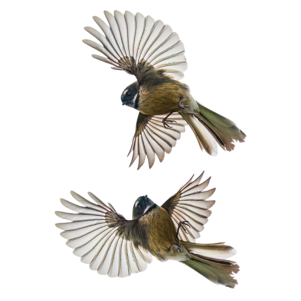 Fantails two flying White Cloud Transfer nz native bird