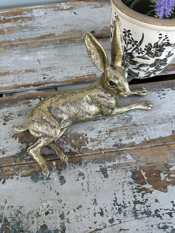 Golden Rabbit lying down