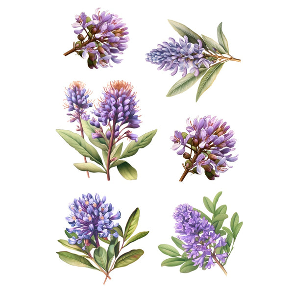 Hebe Plant White Cloud Transfer nz native