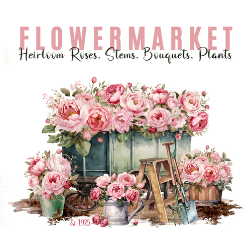 Heirloom Roses White Cloud Transfer