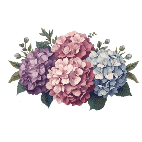 Colorful hydrangea flowers on a white background