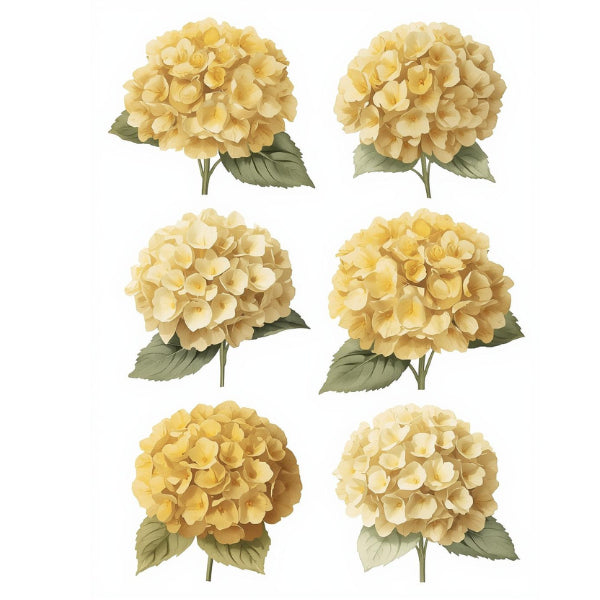 Six watercolor-style yellow hydrangea flowers with green leaves arranged in two columns on a plain white background. Hydrangea set 2 cream White Cloud Transfer