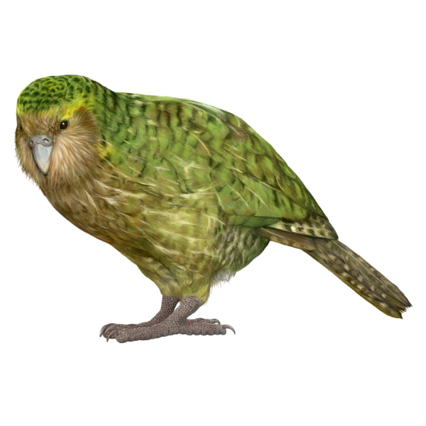 Green parrot with brownish head on a white background. Kakapo White Cloud Transfer nz native bird