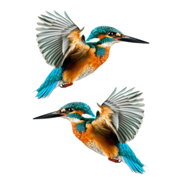 Kingfisher White Cloud Transfer nz native bird