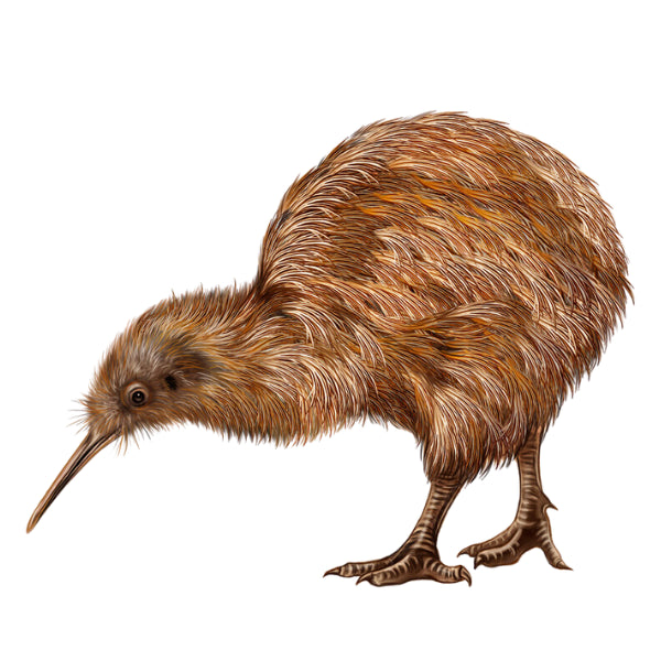 Kiwi White Cloud Transfer nz native bird
