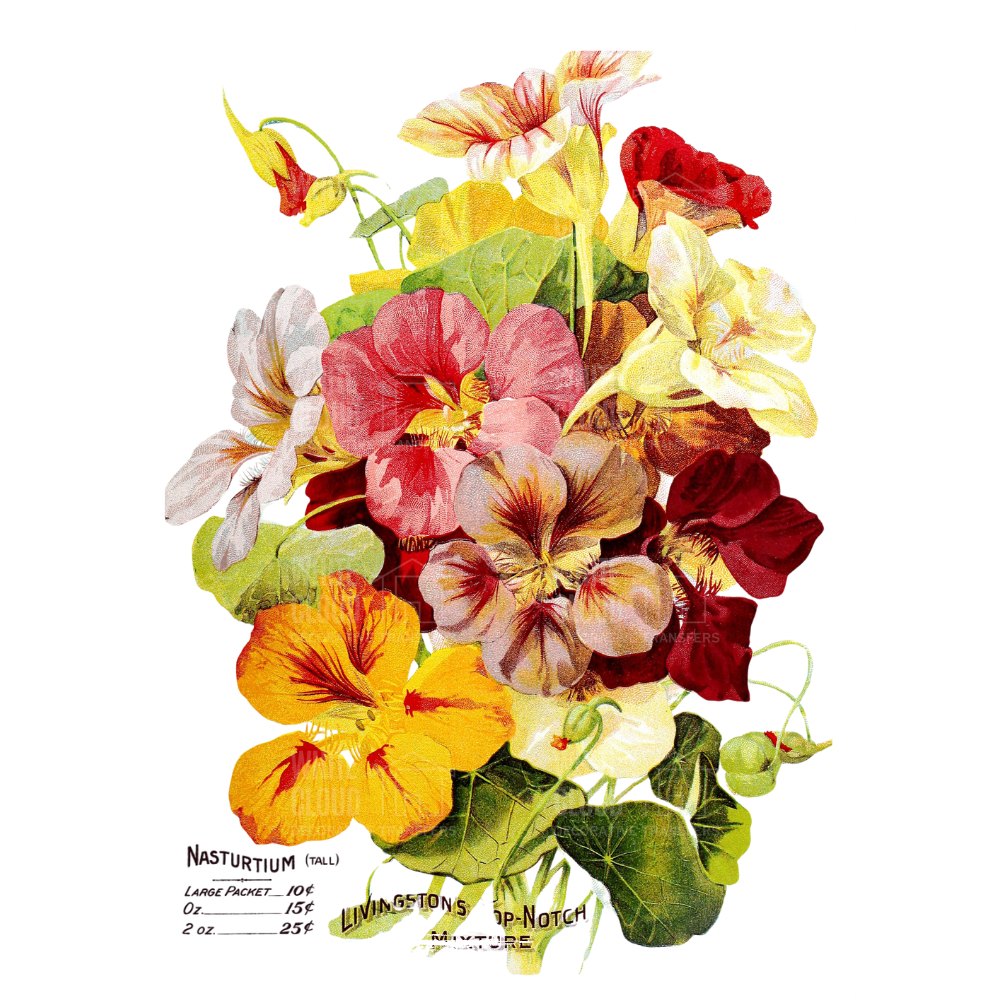 Colorful illustration of nasturtium flowers on a white background Livingston's Mixture White Cloud Transfer