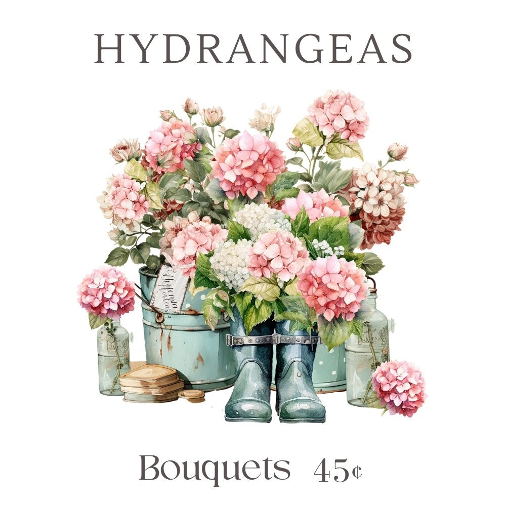 Market Hydrangeas 1 White Cloud Transfer
