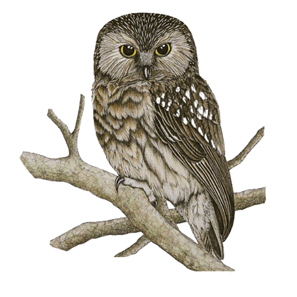 Illustration of an owl perched on a branch with a white background. Morepork White Cloud Transfer nz native bird