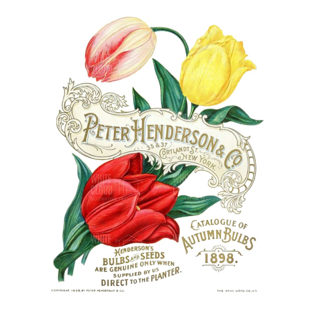 Vintage advertisement for Peter Henderson & Co. featuring three tulips on a white background.