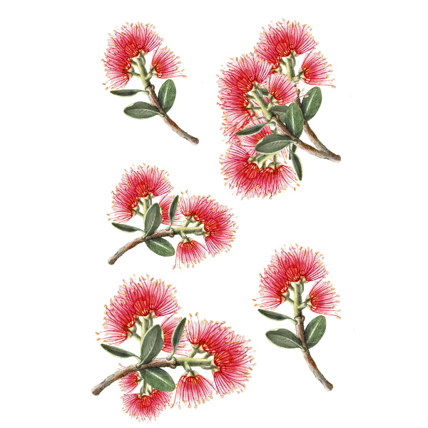 Pohutukawa White Cloud Transfer nz flower
