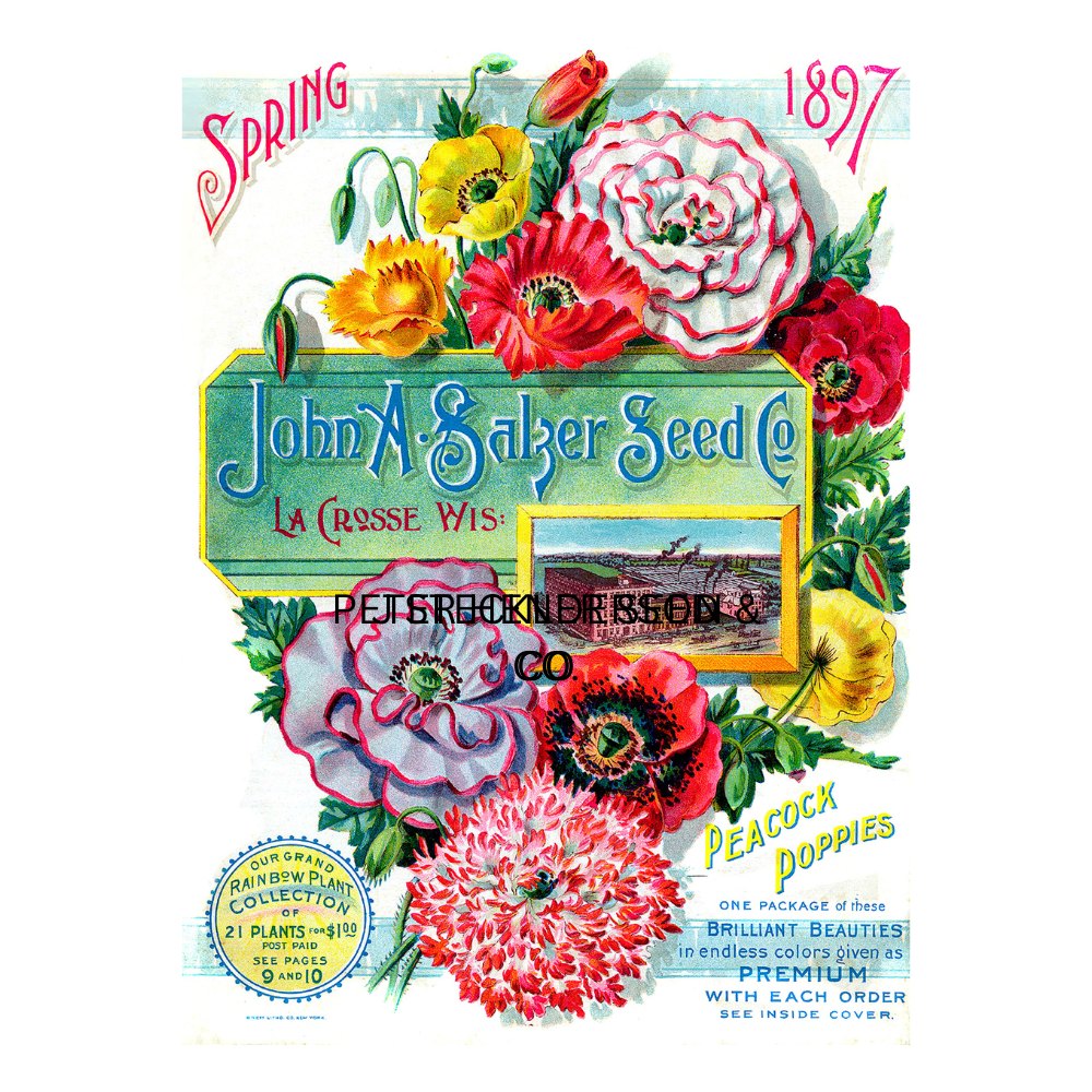 Spring 1897 White Cloud Transfer. Vintage John A. Galber Seed Co. seed packet with colorful flowers and text