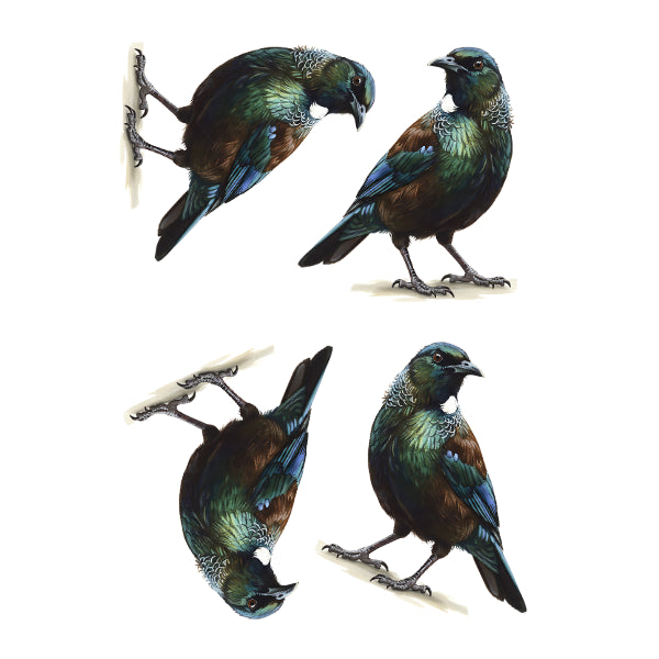 NZ NATIVE TUI BIRD