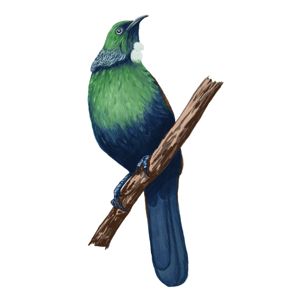 Tui White Cloud Transfer nz bird