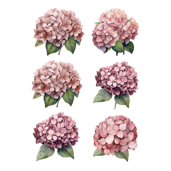 Six pink hydrangea flowers with green leaves on a white background