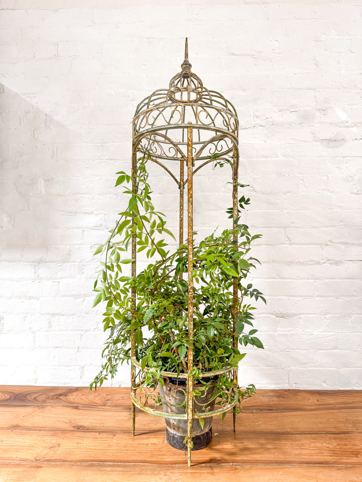 An ornate vintage-style metal birdcage planter stand holding a potted green plant, set on a wooden floor against a white painted brick wall.