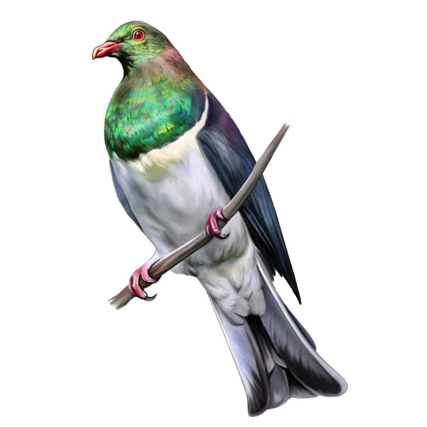 Colorful pigeon perched on a branch with a white background. Kereru White Cloud Transfer nz bird