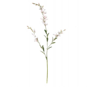 Wild Indigo Baby Pink Stem